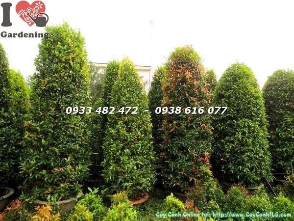 Cây hồng lộc tán tròn cao 3m – lá đỏ hồng rực rỡ