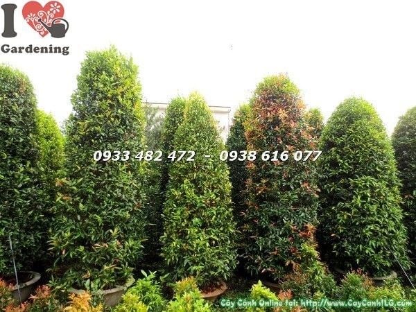 Cây hồng lộc tán tròn cao 3m ứng dụng cảnh quan công trình