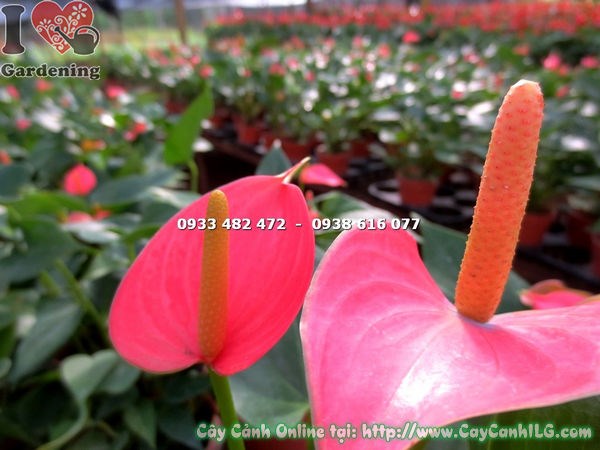 cây hồng môn giống phát triển trong môi trường mát ẩm tại vườn ILG