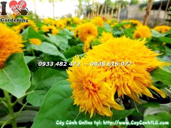 Chăm sóc cây hướng dương tại vườn ILG TP.HCM