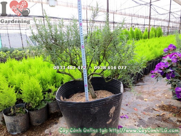 Cây hương thảo gốc bonsai cao 45cm – dáng cây đặc sắc tại ILG