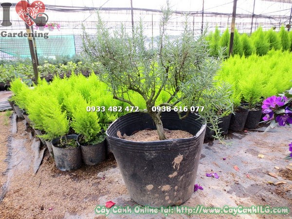 Hoa và lá cây hương thảo gốc bonsai 45cm