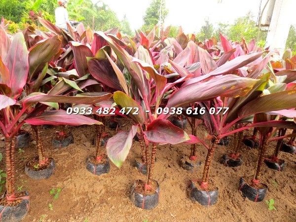 Hình ảnh và thông tin cây huyết dụ Ms 22762 cao 70cm