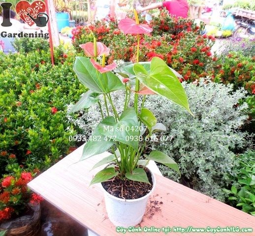 Cây huyết môn trồng cảnh quan, phong thủy
