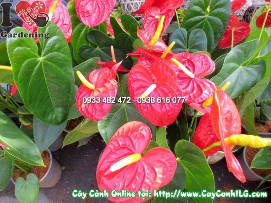 Cây Huyết Môn Lớn 40cm – trang trí nội thất văn phòng