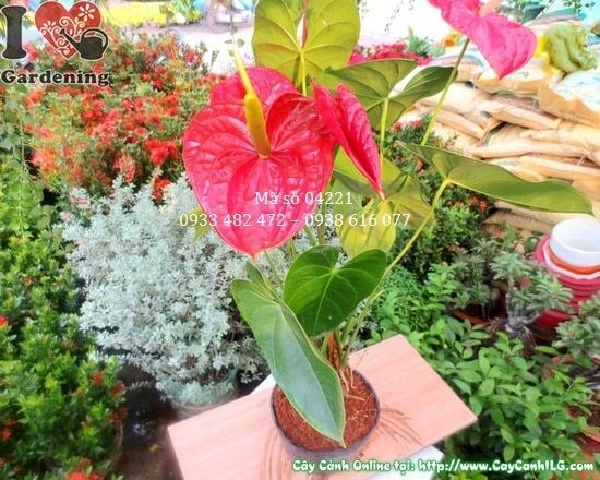 Chăm sóc cắt tỉa cây huyết môn lớn 45cm