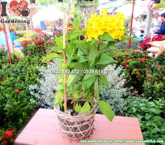 Cây huỳnh liên 55cm – hoa vàng rực rỡ, phù hợp trồng hàng rào và cảnh quan công trình