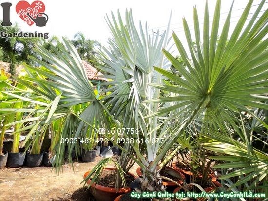 Tán lá kè bạc xòe rộng màu bạc ánh kim đẹp mắt