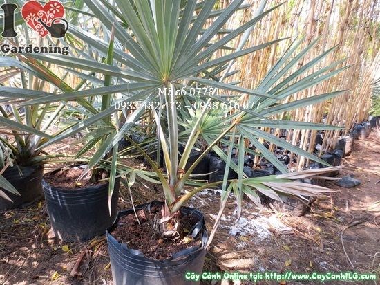 Cây kè bạc 80cm trồng sân vườn biệt thự