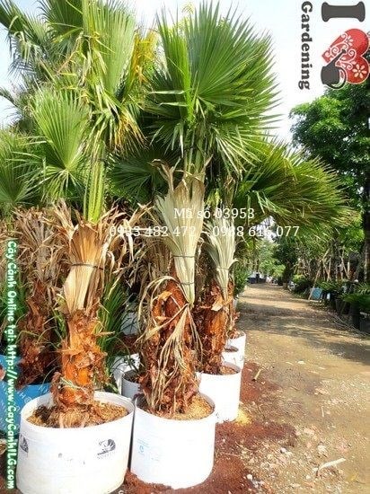 Bụi Kè Đỏ nhiều thân cao 3m – đặc điểm mọc bụi của loài