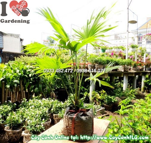 Cây Kè Đỏ nhỏ trồng chậu – giai đoạn đầu phát triển
