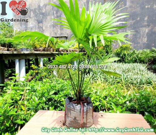 cây kè đỏ giống 50cm khỏe mạnh ILG
