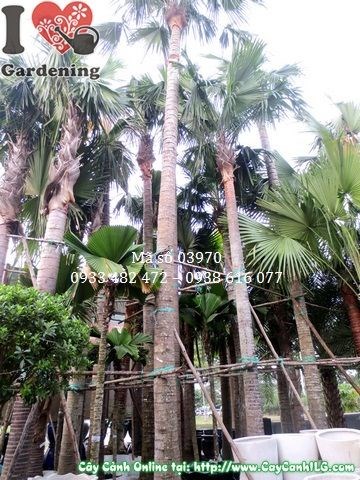 Cây Kè Xanh cao 7m trưởng thành uy nghi trong cảnh quan công trình