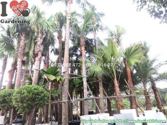 Cây Kè Xanh cao 7m khỏe mạnh xanh tốt – ít sâu bệnh nếu chăm đúng cách