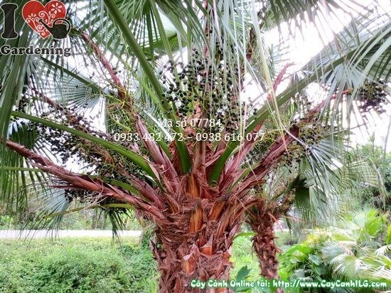 Cây kè xanh lá rũ cao 3,5m – cây công trình cảnh quan lớn