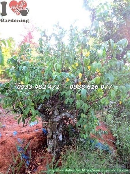Cây khế gân đẹp 1m - thân và gốc lớn nhìn từ góc nghiêng