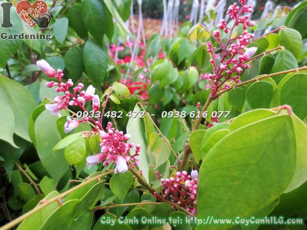 Cây khế ngọt cao 50cm lá xanh mướt, cành đều, sai trái
