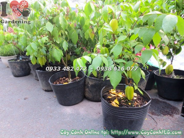 Cây khế ngọt có trái cao 50cm – cây giống đang ra trái