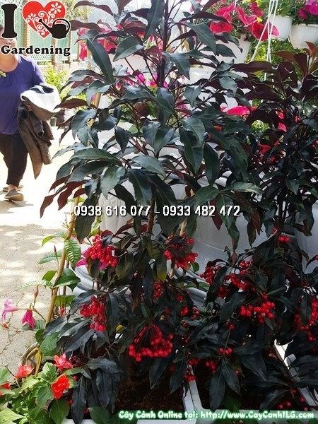 Cây kim ngân lượng lá đỏ trồng cảnh quan sân vườn