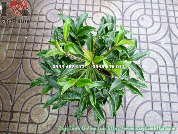 Cây kim ngân lượng 30cm – cây nội thất đẹp, chịu bóng tốt