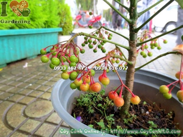 Đặc điểm lá cây kim ngân lượng trồng tại Việt Nam
