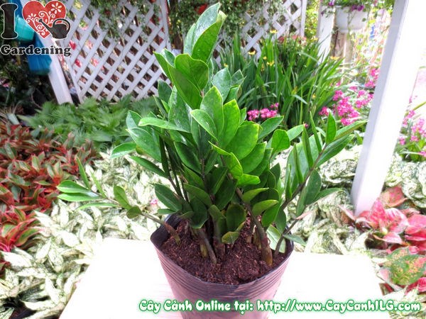 Cây Kim Phát Tài cao 35cm trong chậu trang trí