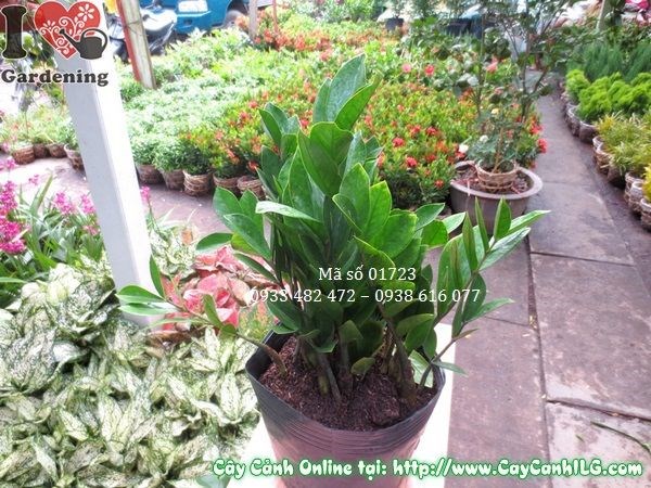 Cây Kim Phát Tài con giâm cành tại vườn ILG