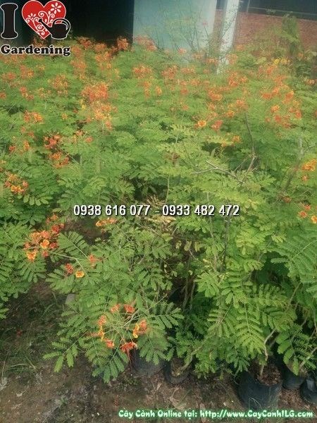 Cây điệp cúng kim phượng cao 60cm bán tại vườn ILG
