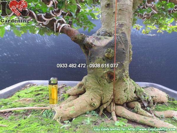 Cây kim quất bonsai đẹp tán cân đối cao 65cm Ms12598