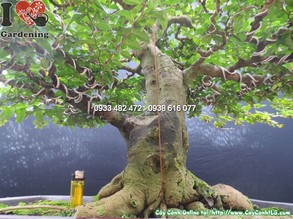 Đặc điểm cây kim quất bonsai đẹp Ms12598 gốc thân cành