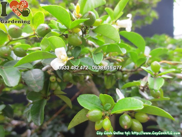 Cây kim quất bonsai đẹp Ms12598 nhìn từ góc khác