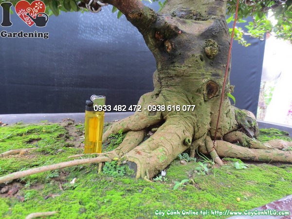 Cây kim quất bonsai đẹp Ms12598 ý nghĩa phong thủy tài lộc