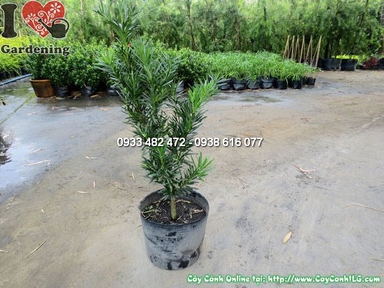 Cây la hán tùng cao 0,6m tại vườn ILG