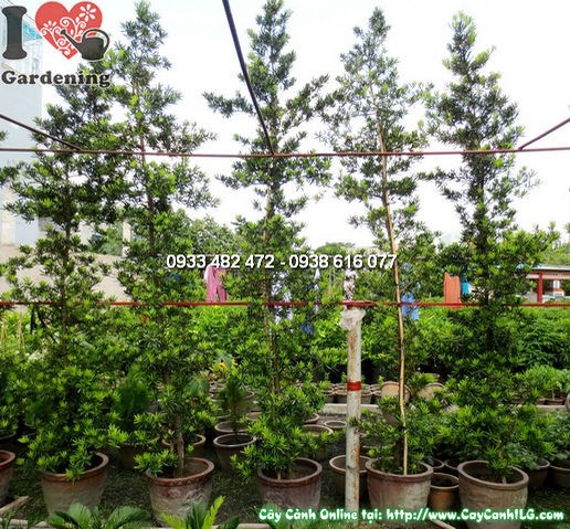 Cây La Hán Tùng Đài Loan Tháp 4m – đặc điểm lá và tán cây