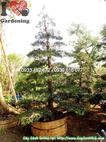 Đặc điểm cây La Hán Tùng Kiểng Cổ cao 4m – thân gỗ cột vững chắc