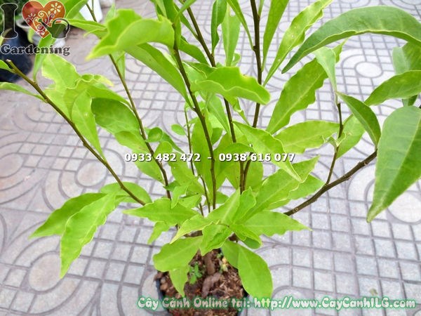 Lài nhật giống 50cm – lộ trình phát triển thành hàng rào xanh đẹp