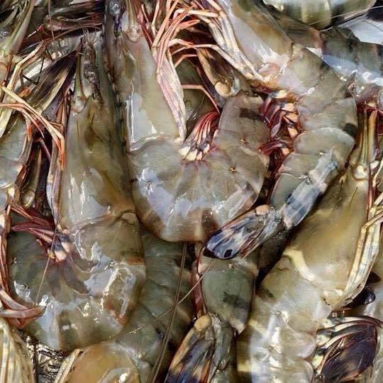 Tôm sú (30-36c/kg)