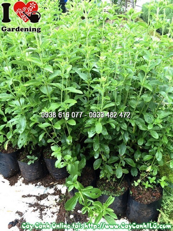 Vườn cỏ ngọt trồng số lượng lớn – thảo dược kinh tế cao
