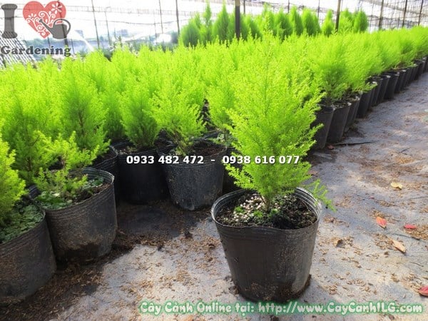 cây tùng thơm giống ms 16142 tại ILG