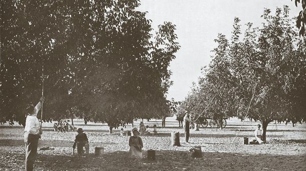 Lịch sử óc chó California