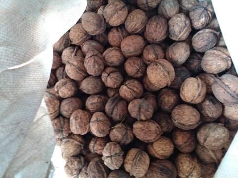 chat luong oc cho trung quoc