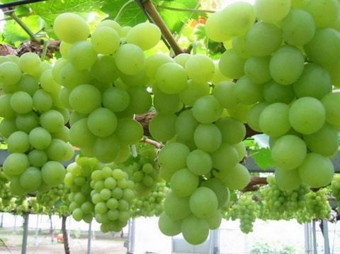 Cách trị mụn tận gốc bằng nho xanh và tỏi