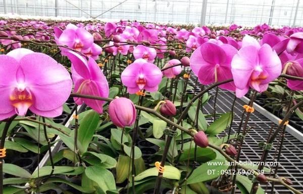 bang-gia-hoa-lan-ho-diep-tet-2017