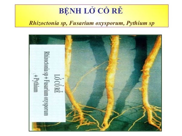 phòng trị bệnh lở cổ rễ trên cây đậu xanh