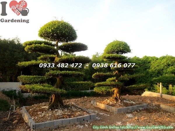 Cặp cây sanh cảnh cắt tầng lớn – trang trí khuôn viên đẳng cấp
