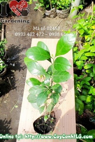 Đặc điểm lá và thân cây ắc ó cao 30cm