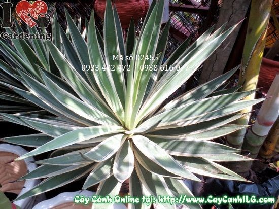 Cây Agao cao 55cm tươi tốt, chăm sóc đúng kỹ thuật