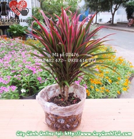 Cây ánh dương thích hợp trồng sân vườn hoặc nội thất