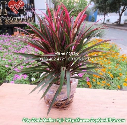 Cây ánh dương cảnh quan đẹp, ý nghĩa phong thủy tích cực