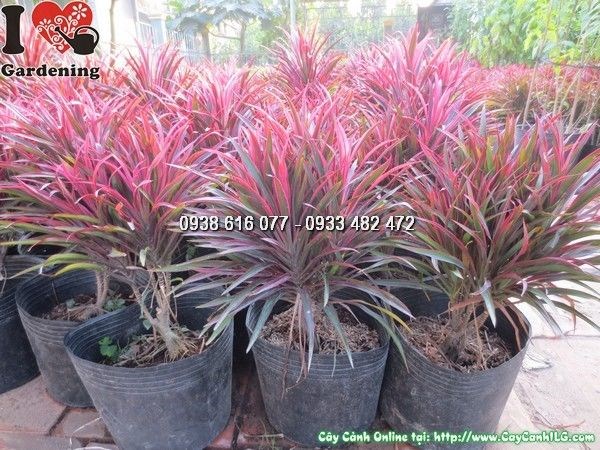 Cây ánh dương 35cm lá viền đỏ đặc trưng